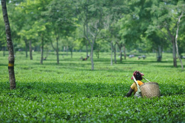 tea-picker-fields-assam